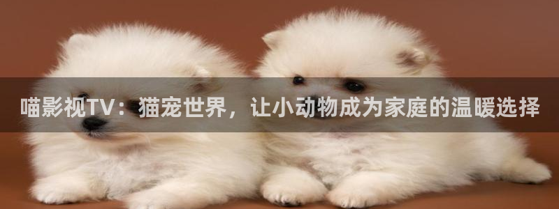 金桔影视网：喵影视TV：猫宠世界，让小动物成为家庭的温暖选择